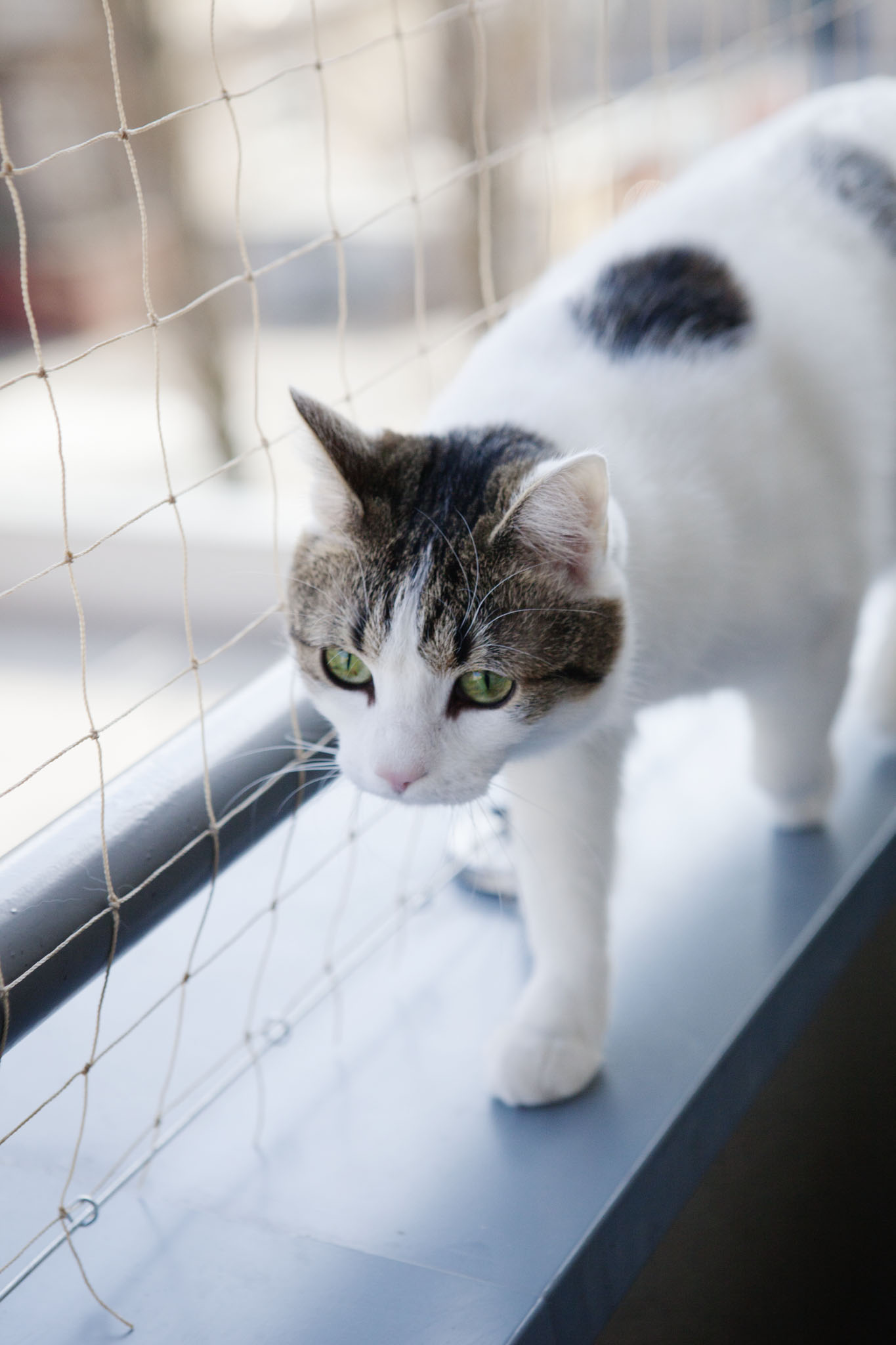 Safety net for a cat