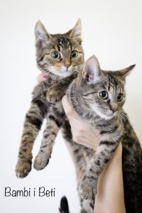 adopcja dwóch kotów